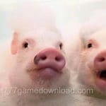 Avatar of Asad Nawaz